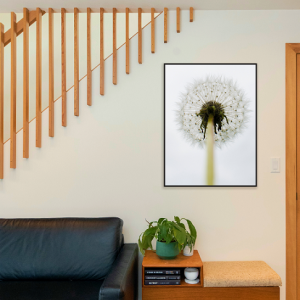 Decorativo FineArt Dente-de-Leão - Pureza