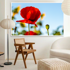 Decorativo FineArt - Papoulas Vermelhas
